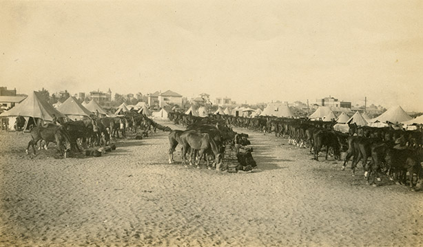 2nd Australian Light Horse camp and horse lines at Maadi Egypt during the First World War